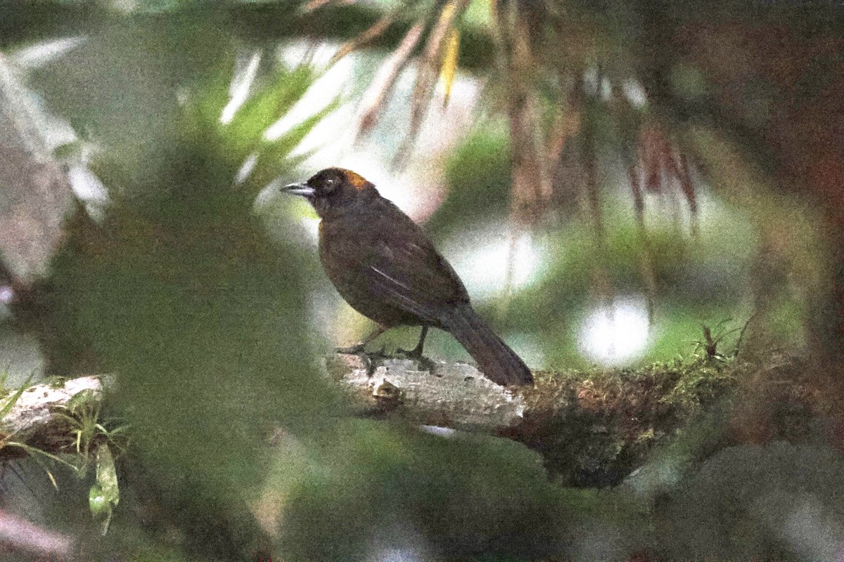 Dusky-faced Tanager - ML620311350