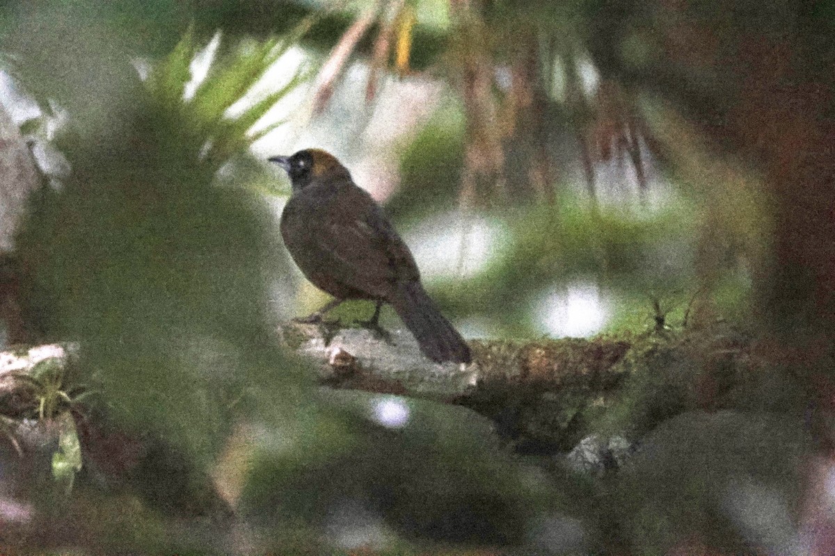 Dusky-faced Tanager - ML620311351