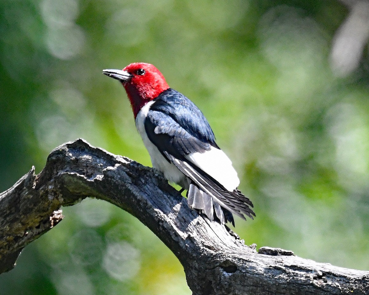 Red-headed Woodpecker - ML620311352