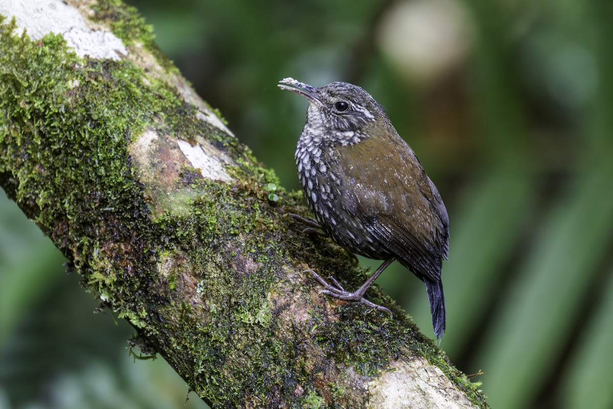 Sharp-tailed Streamcreeper - ML620311355