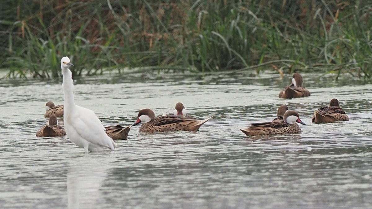 White-cheeked Pintail - ML620311359