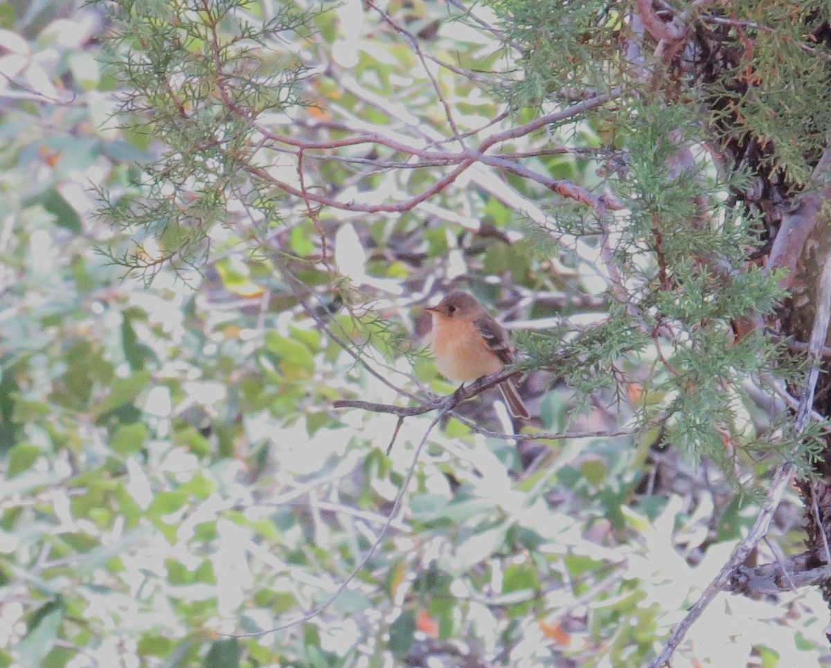 Buff-breasted Flycatcher - ML620311360