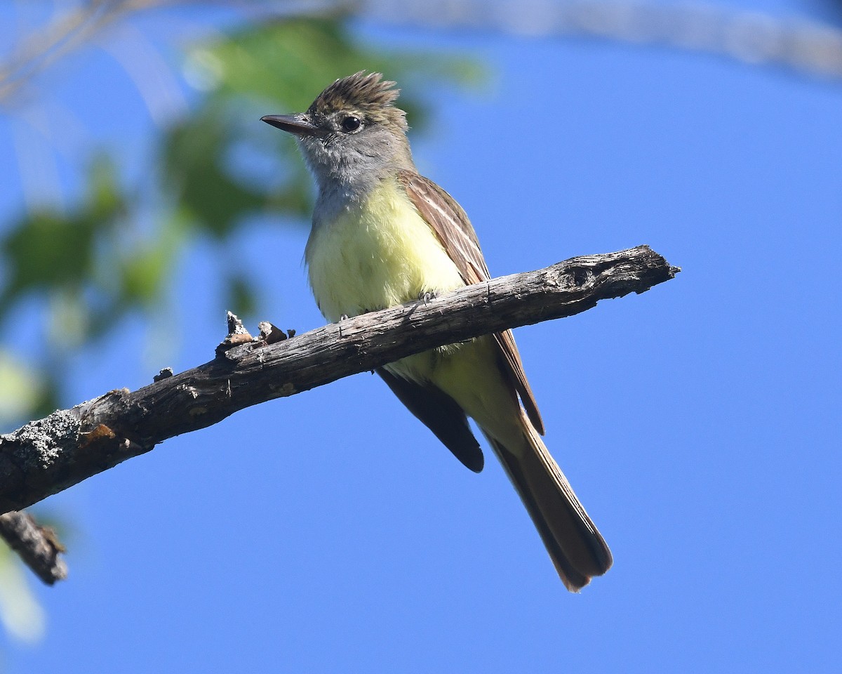 Great Crested Flycatcher - ML620311366