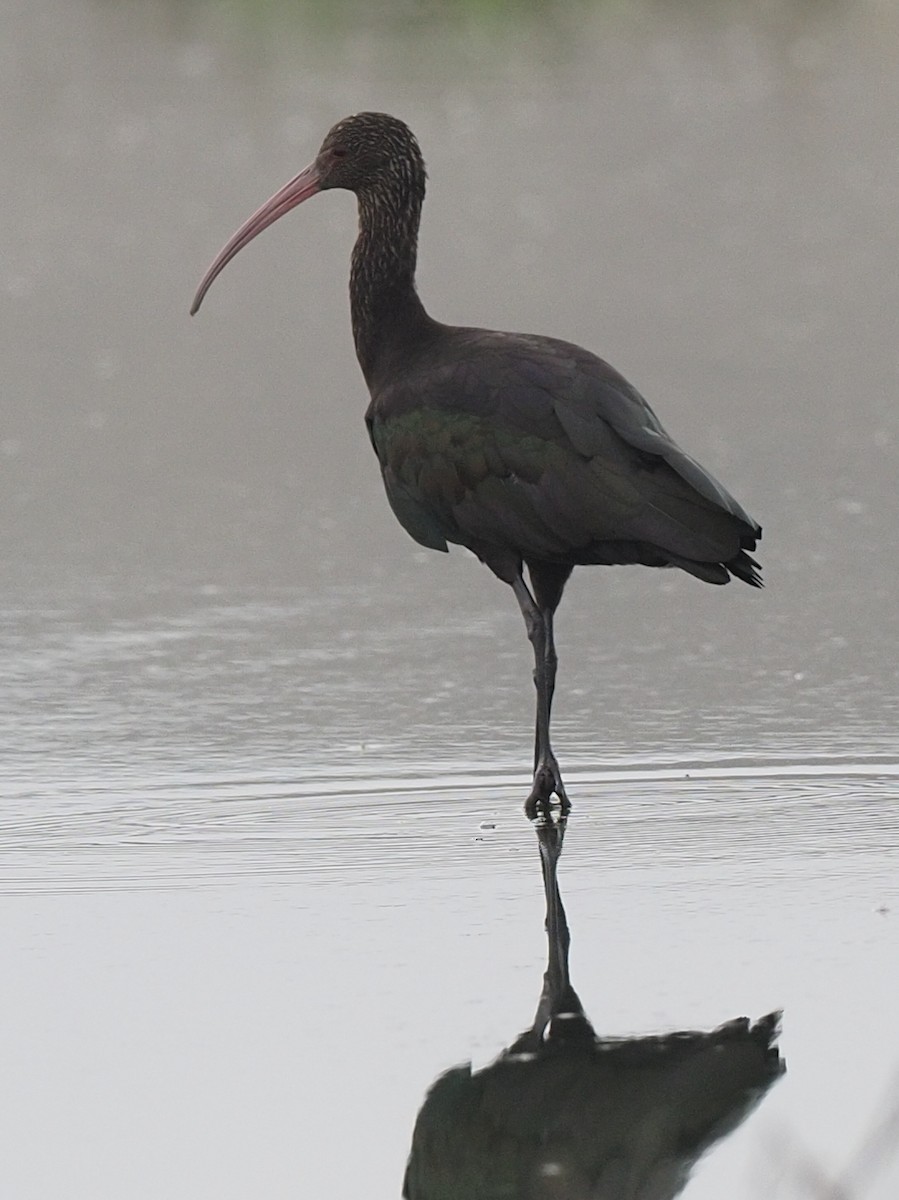 ibis andský - ML620311367
