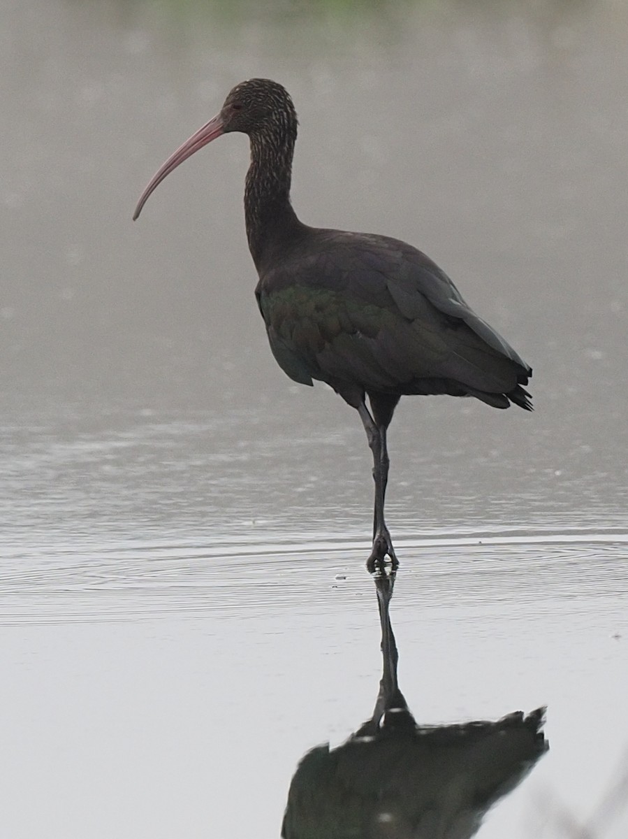 Puna Ibis - ML620311367