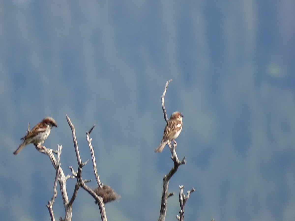 House Sparrow - ML620311369