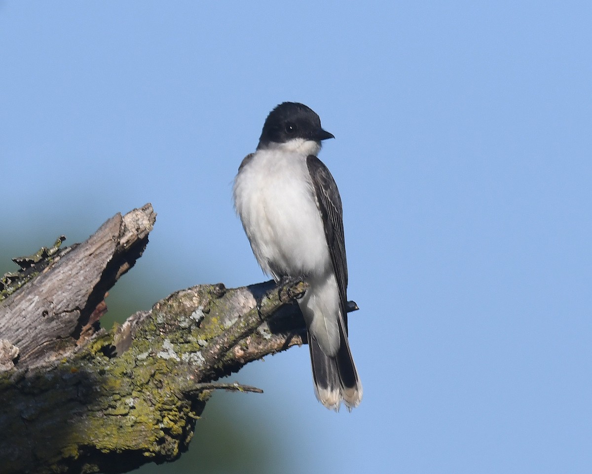 Eastern Kingbird - ML620311370