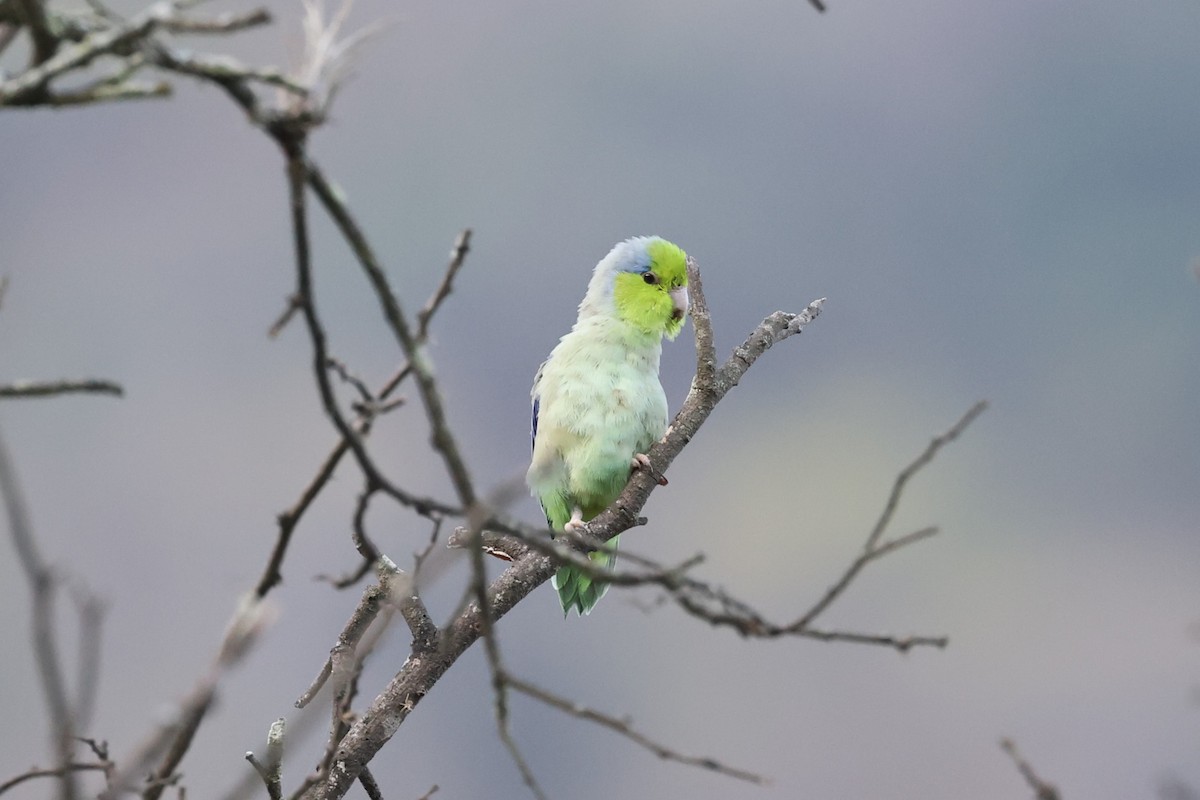 Pacific Parrotlet - ML620311377