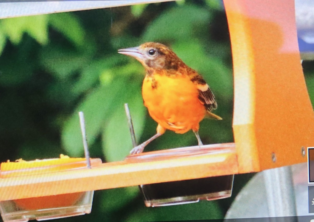 Oriole de Baltimore - ML620311380