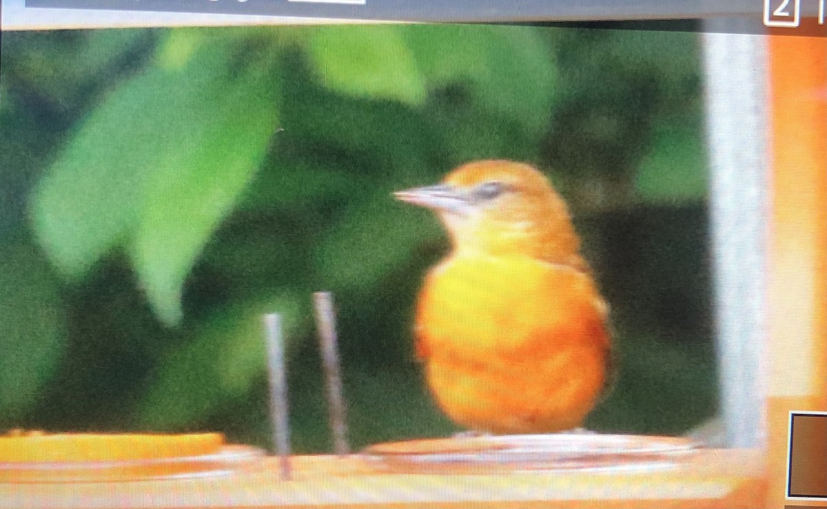 Baltimore Oriole - ML620311381