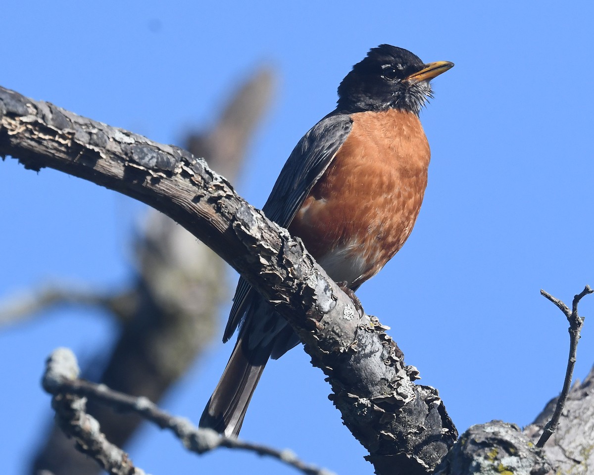 American Robin - ML620311389