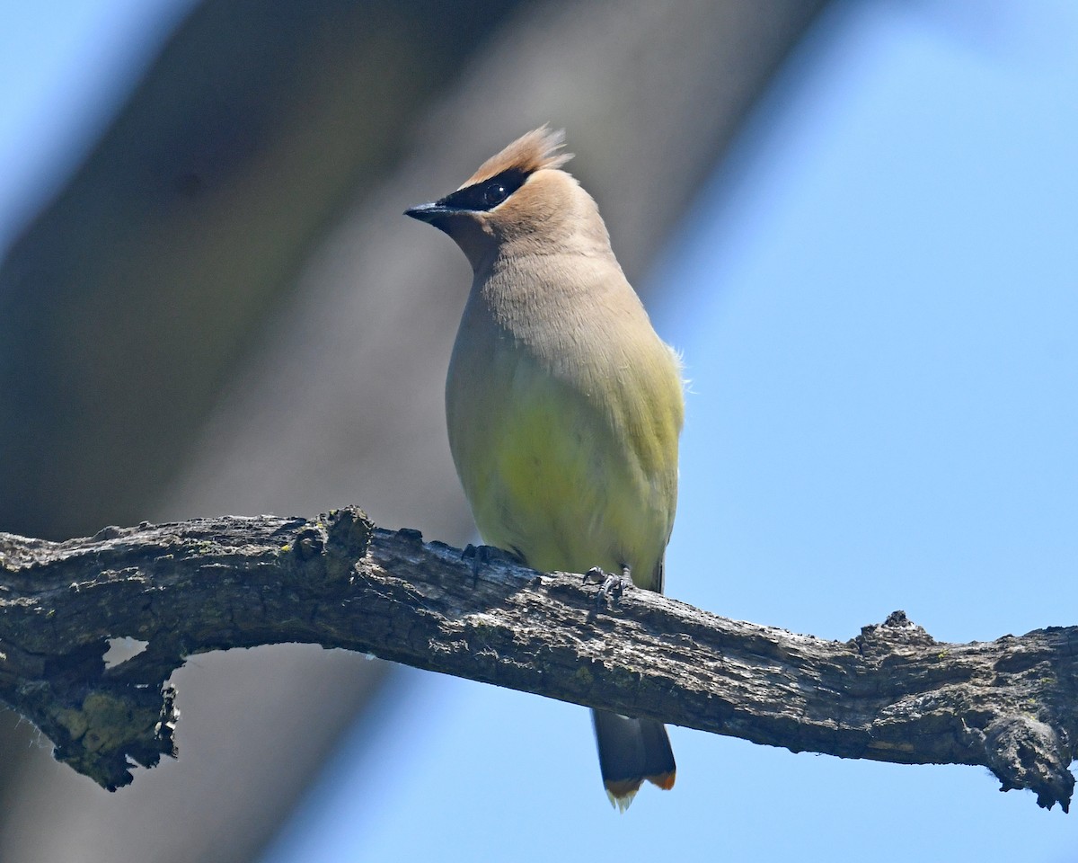 Cedar Waxwing - ML620311399