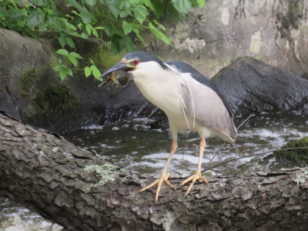 Black-crowned Night Heron (American) - ML620311402