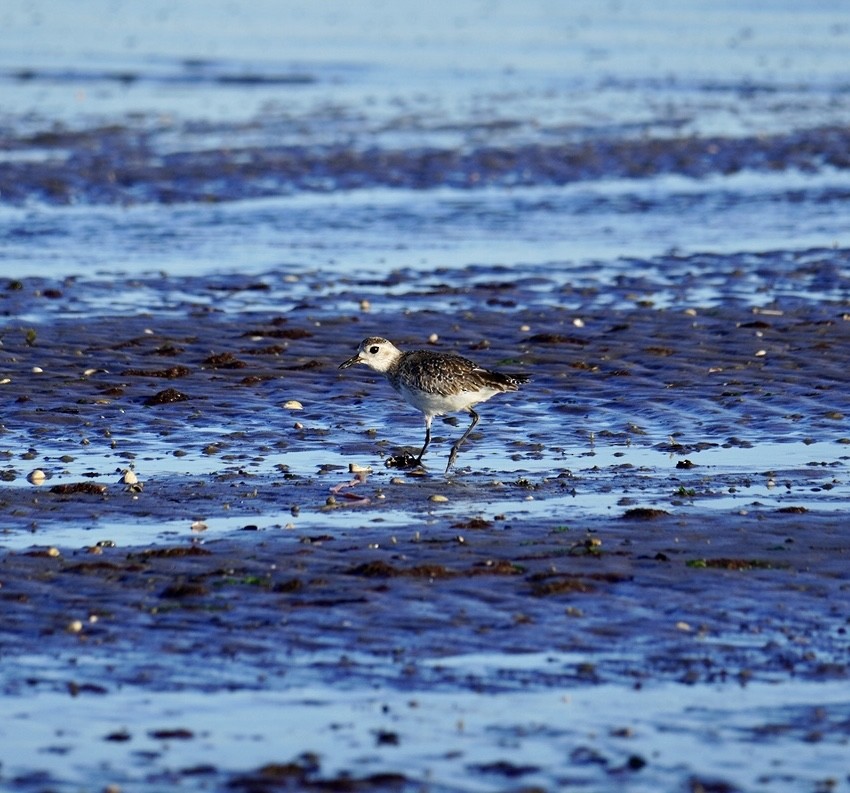 Black-bellied Plover - ML620311406