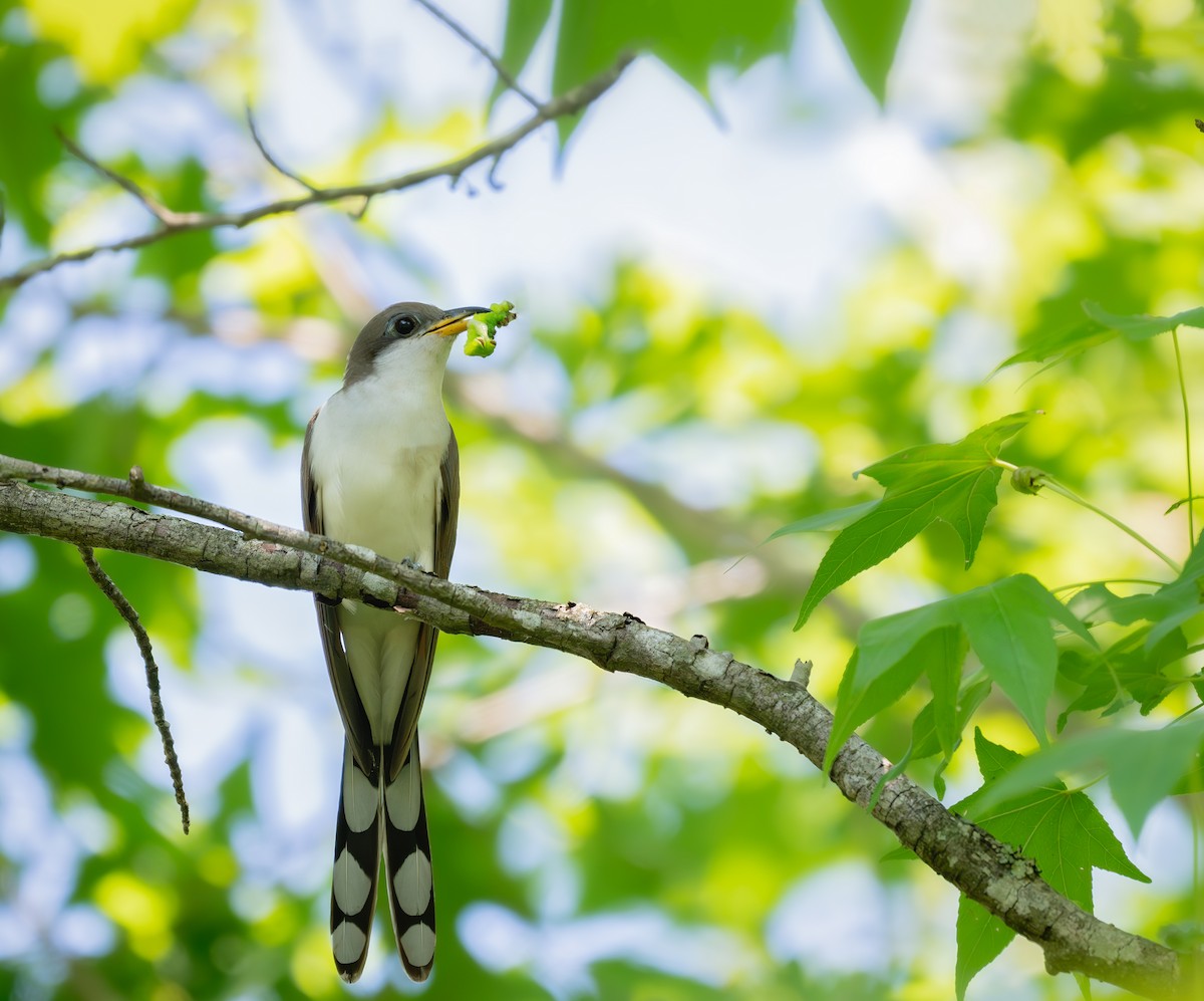 Yellow-billed Cuckoo - ML620311409