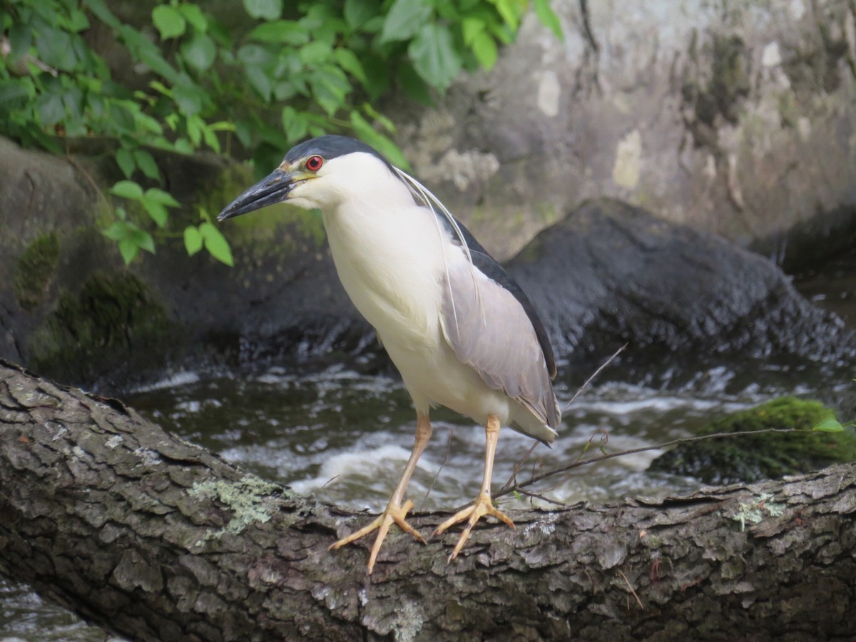 Black-crowned Night Heron (American) - ML620311411