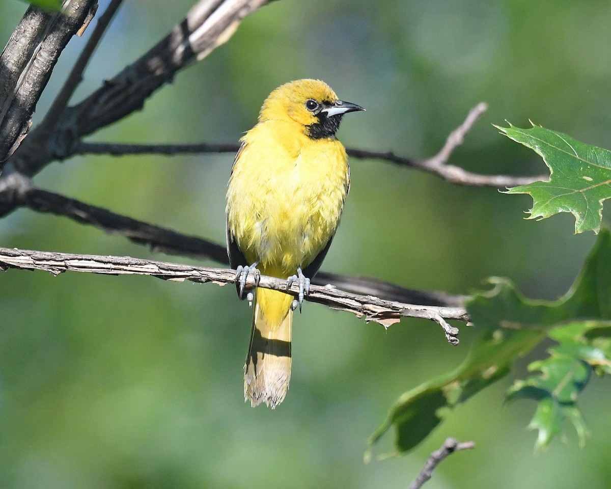 Orchard Oriole - ML620311418
