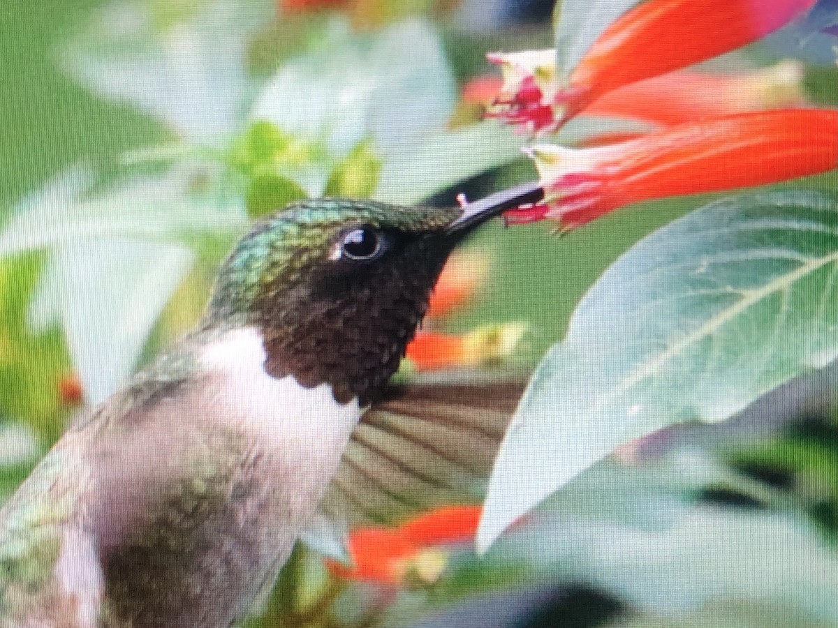 Ruby-throated Hummingbird - ML620311420