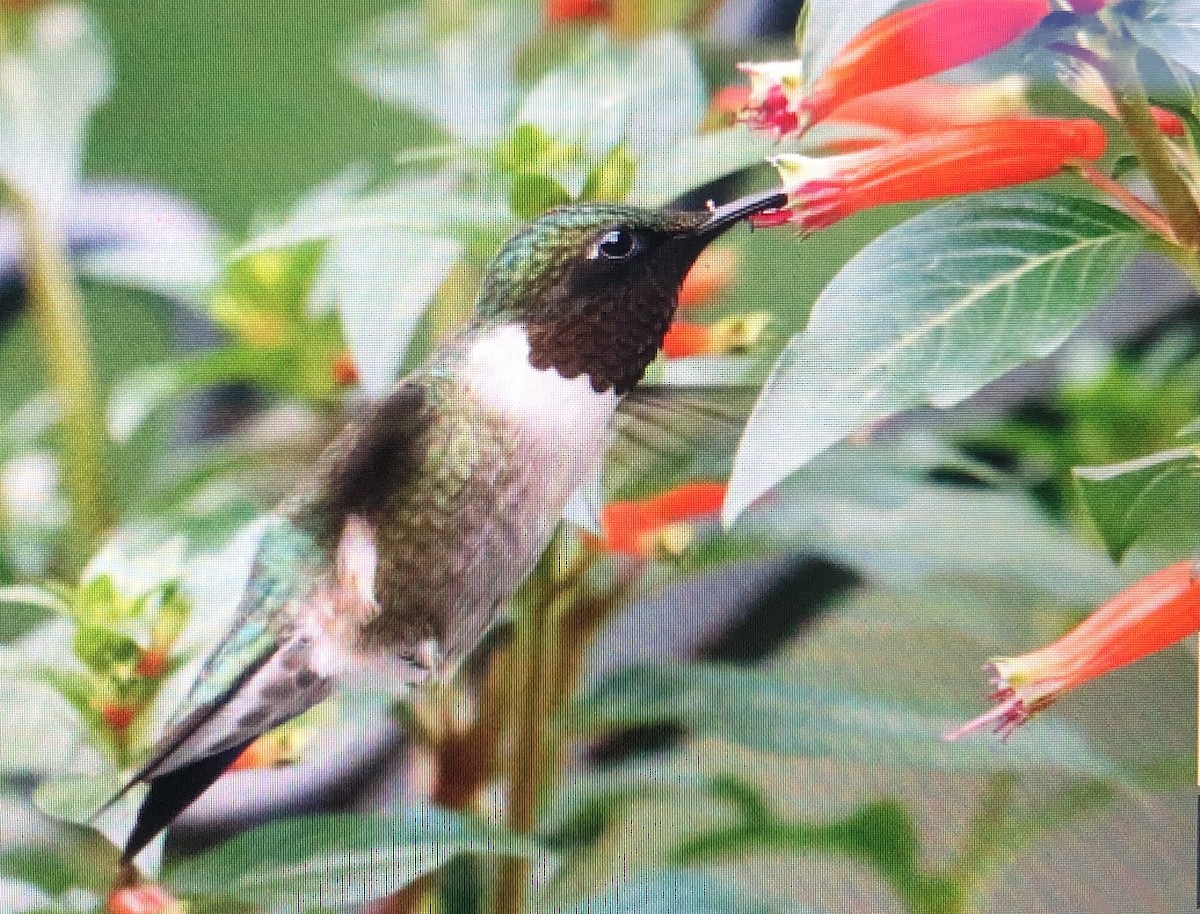 Ruby-throated Hummingbird - ML620311421