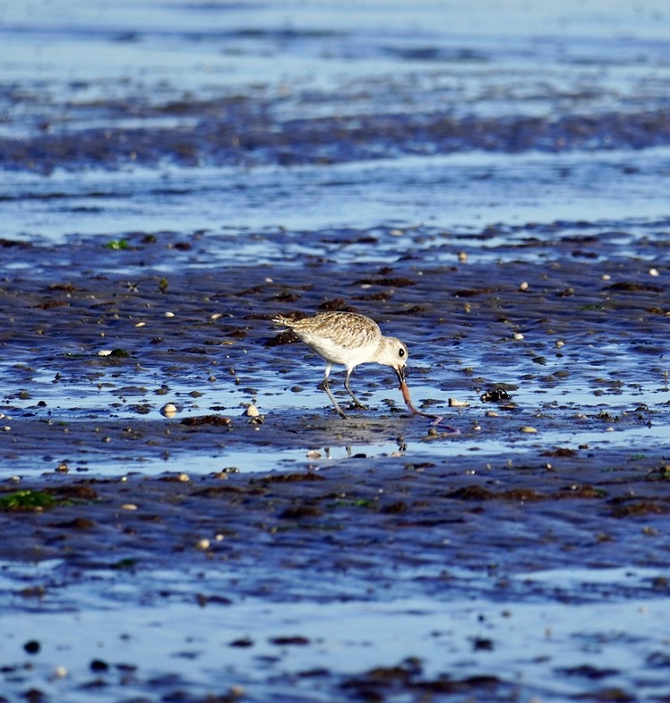 Black-bellied Plover - ML620311422