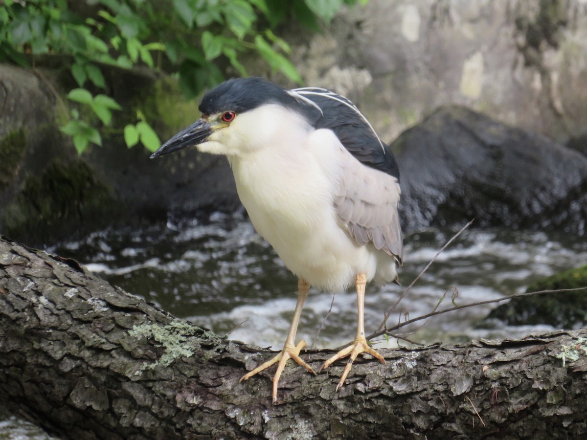 Black-crowned Night Heron (American) - ML620311428