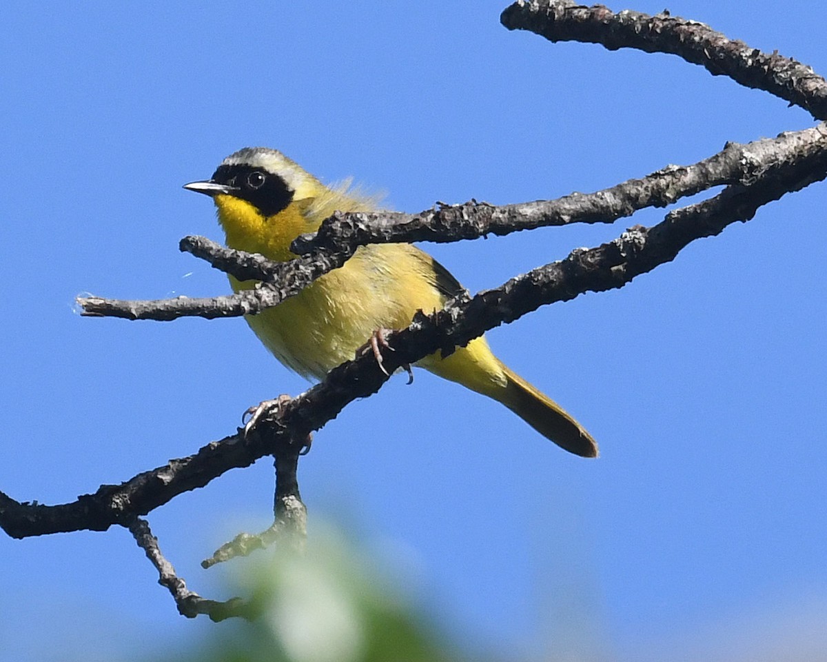 Жовтогорлик північний - ML620311437