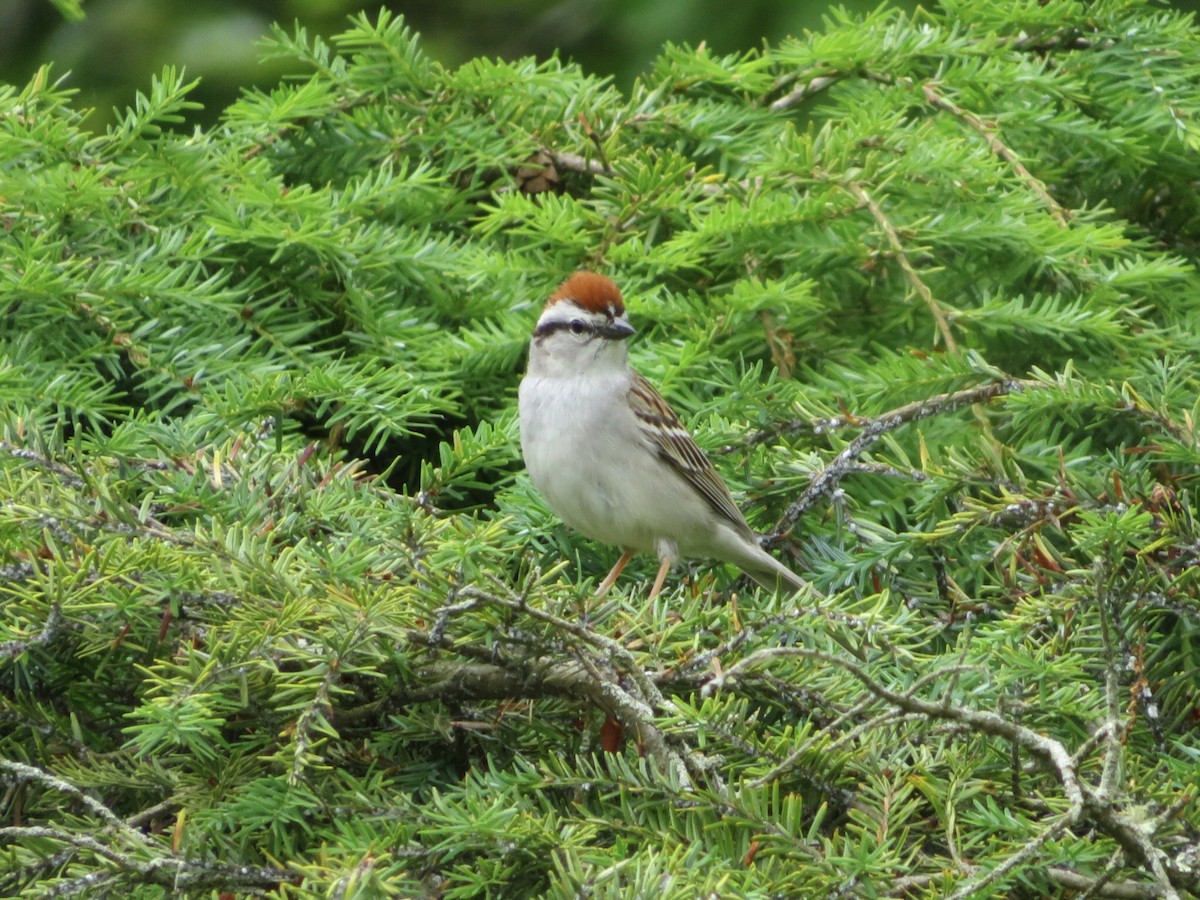 Chipping Sparrow - ML620311443
