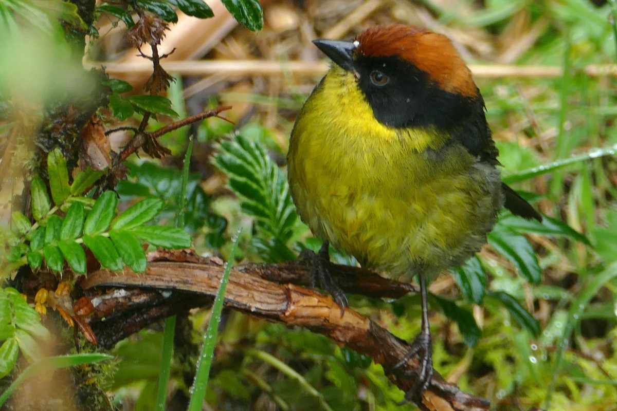 Yellow-breasted Brushfinch - ML620311444