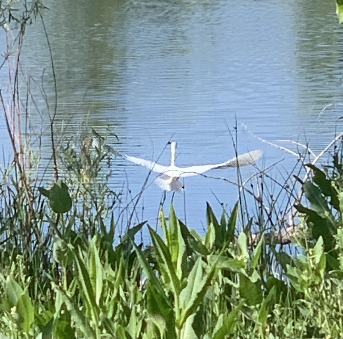 Snowy Egret - ML620311449