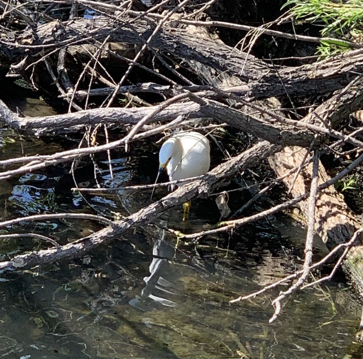 Snowy Egret - ML620311450