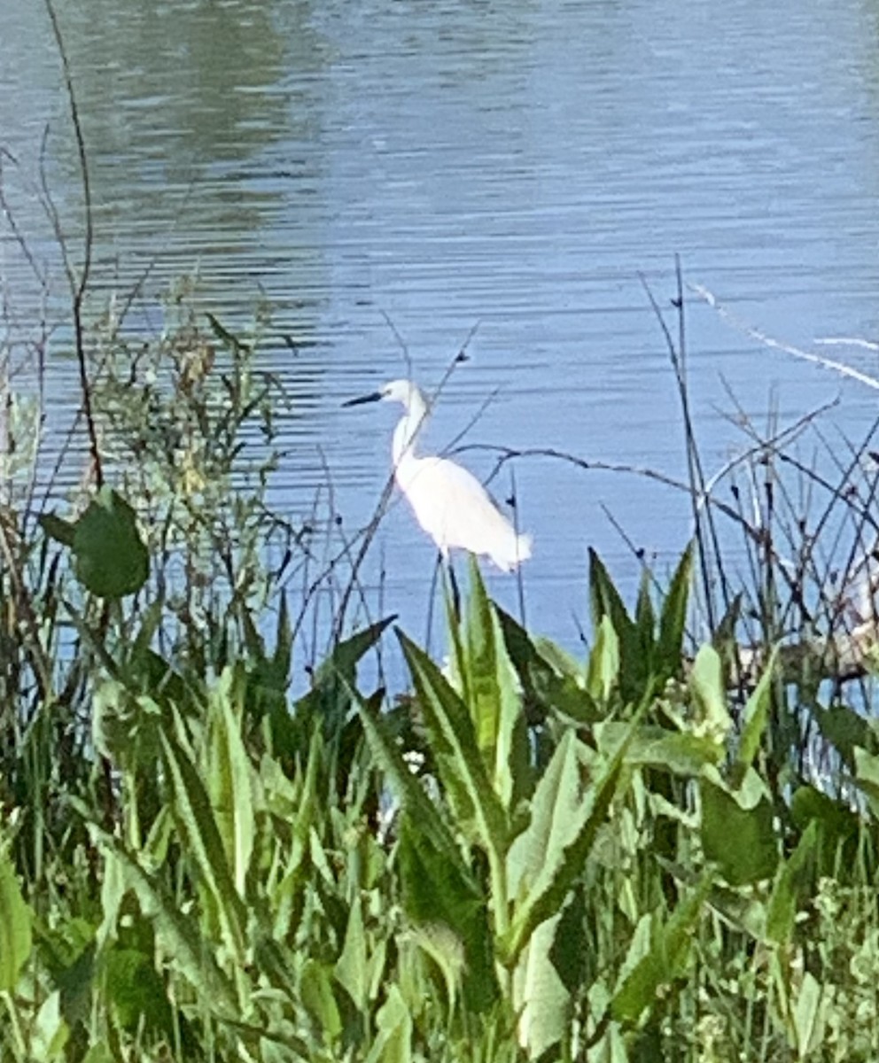 Snowy Egret - ML620311451