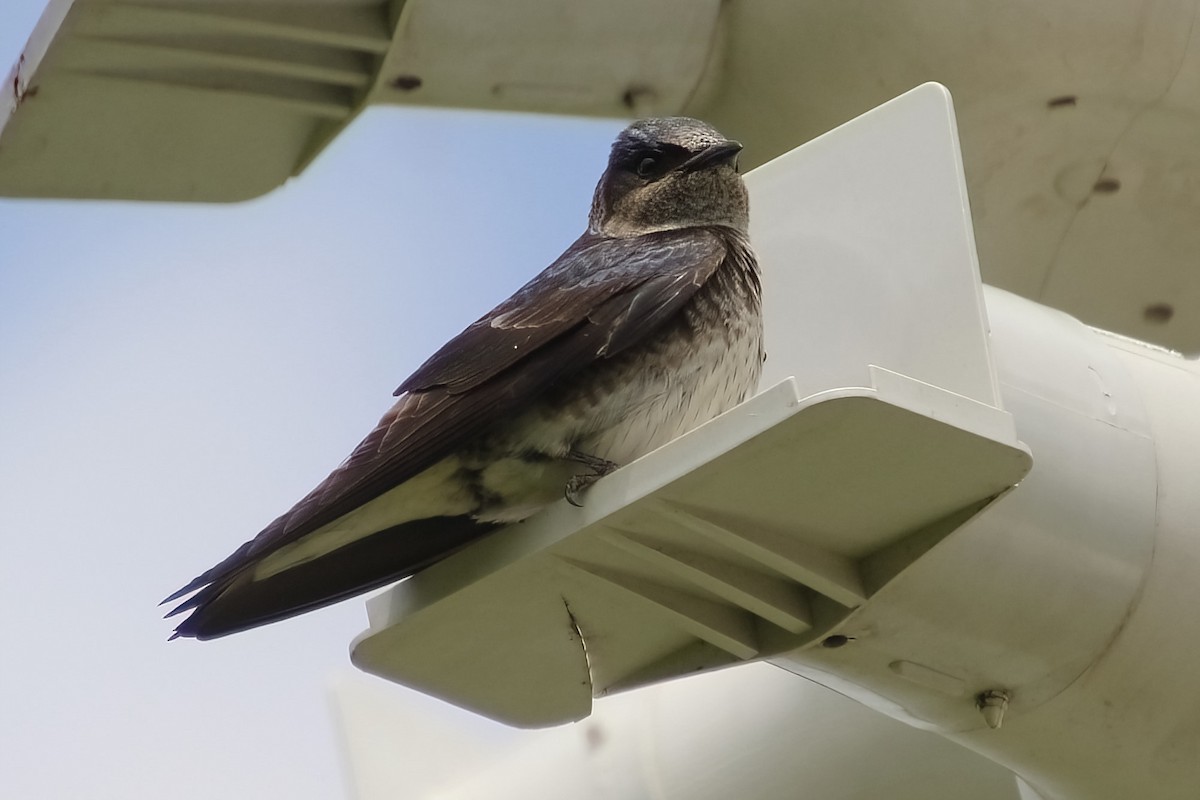 Purple Martin - ML620311457