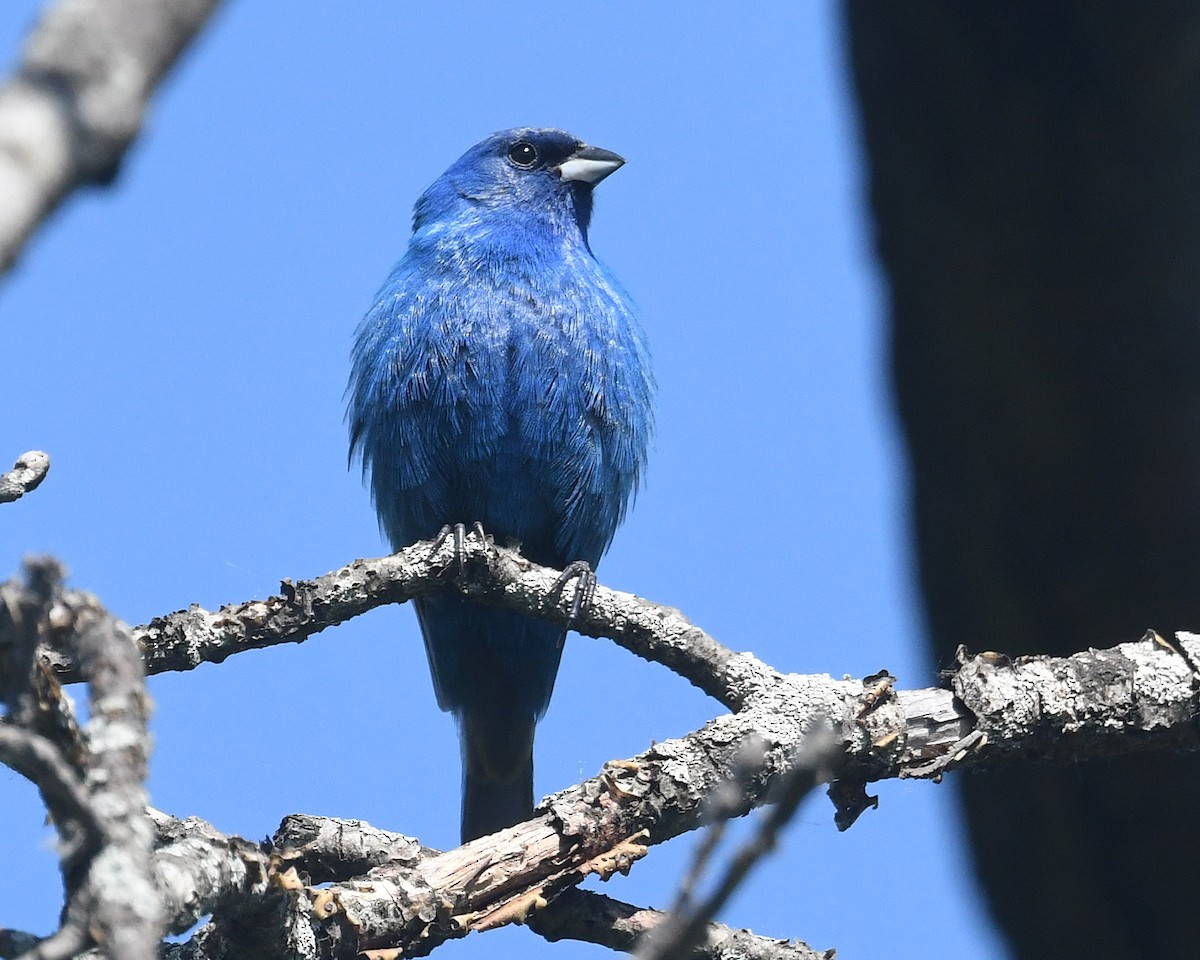 Indigo Bunting - ML620311459