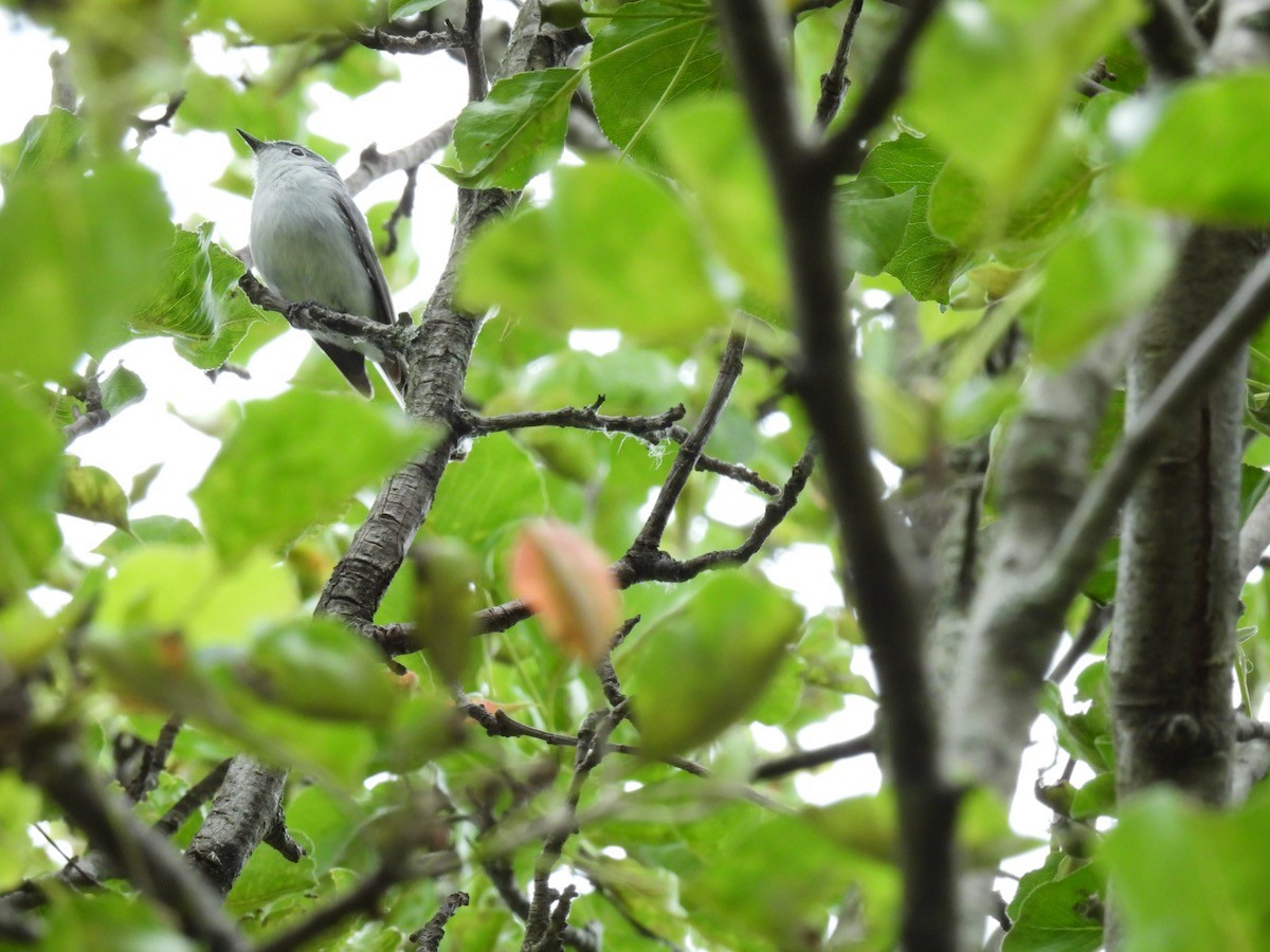 Blue-gray Gnatcatcher - ML620311464