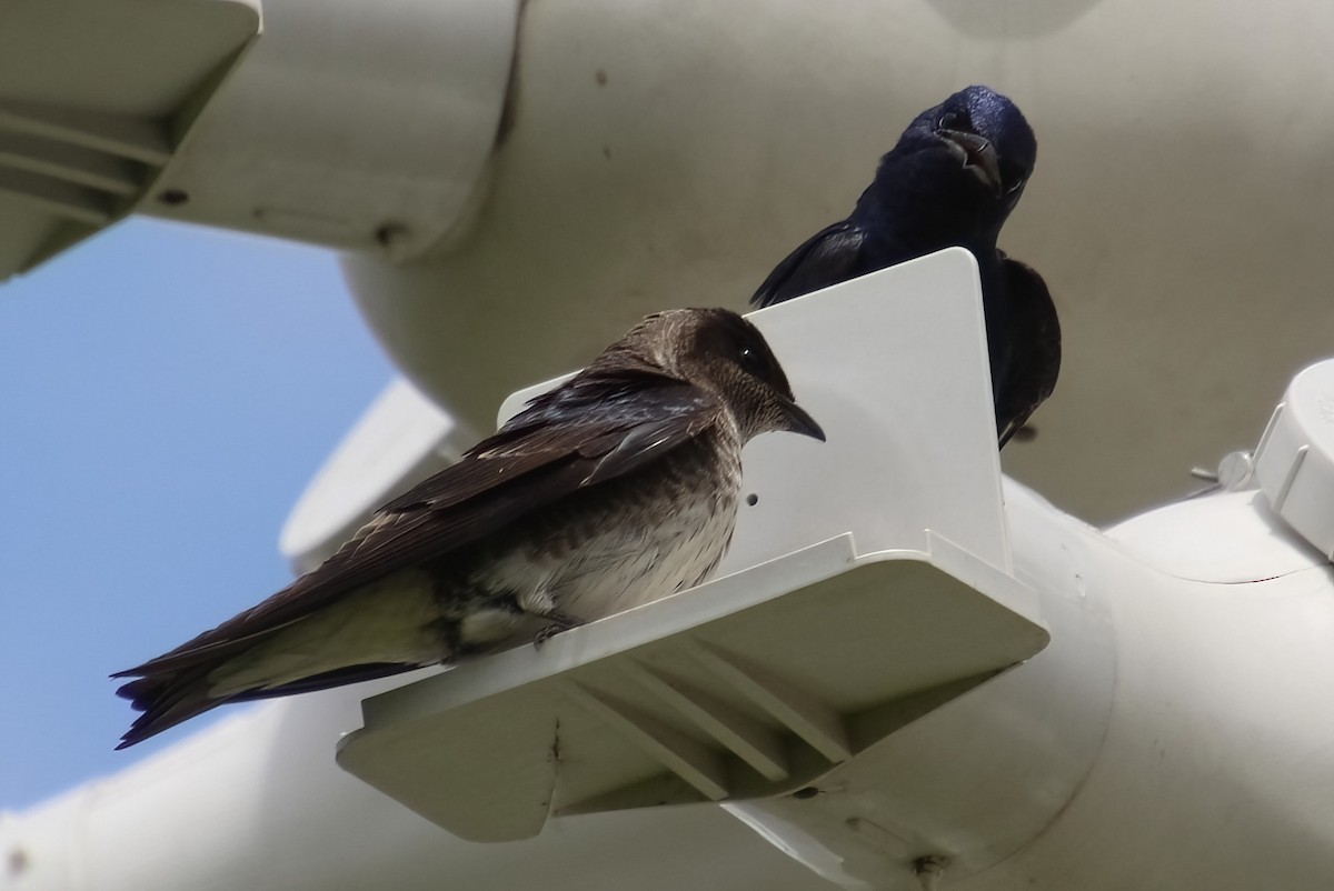 Purple Martin - ML620311475