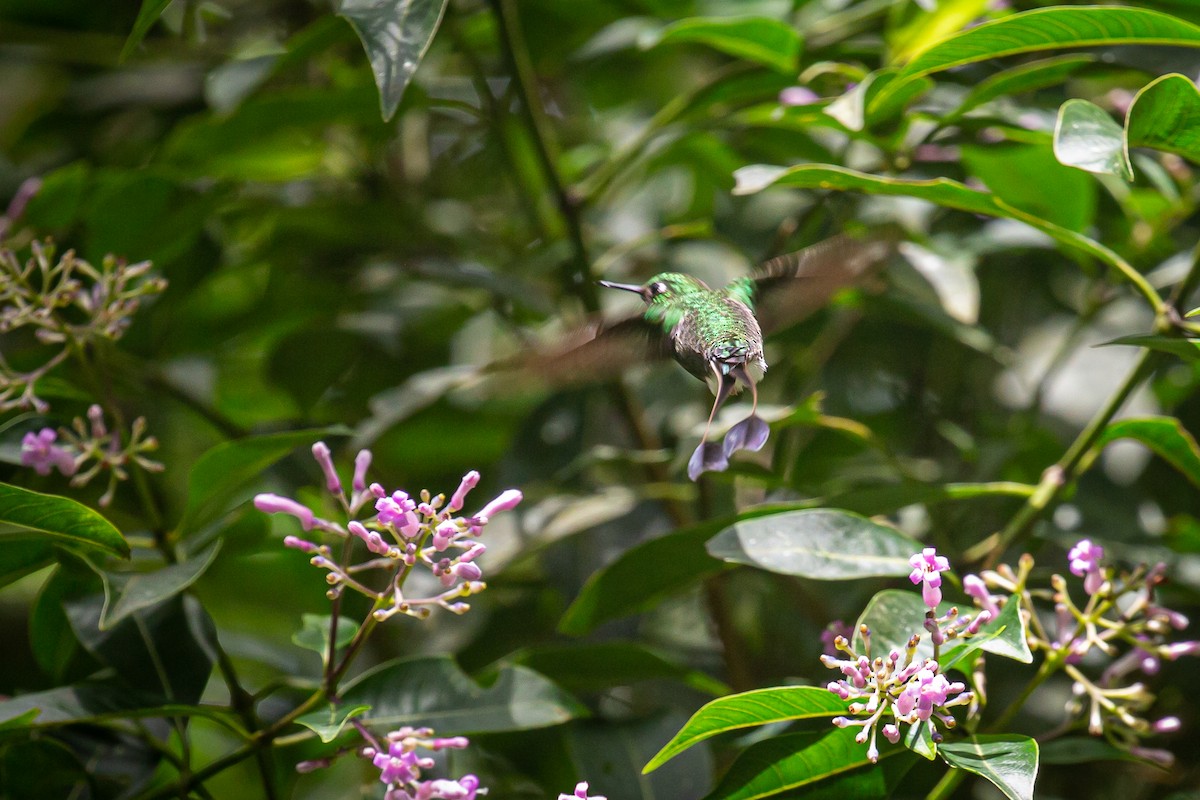 Colibrí de Raquetas Faldiblanco - ML620311484