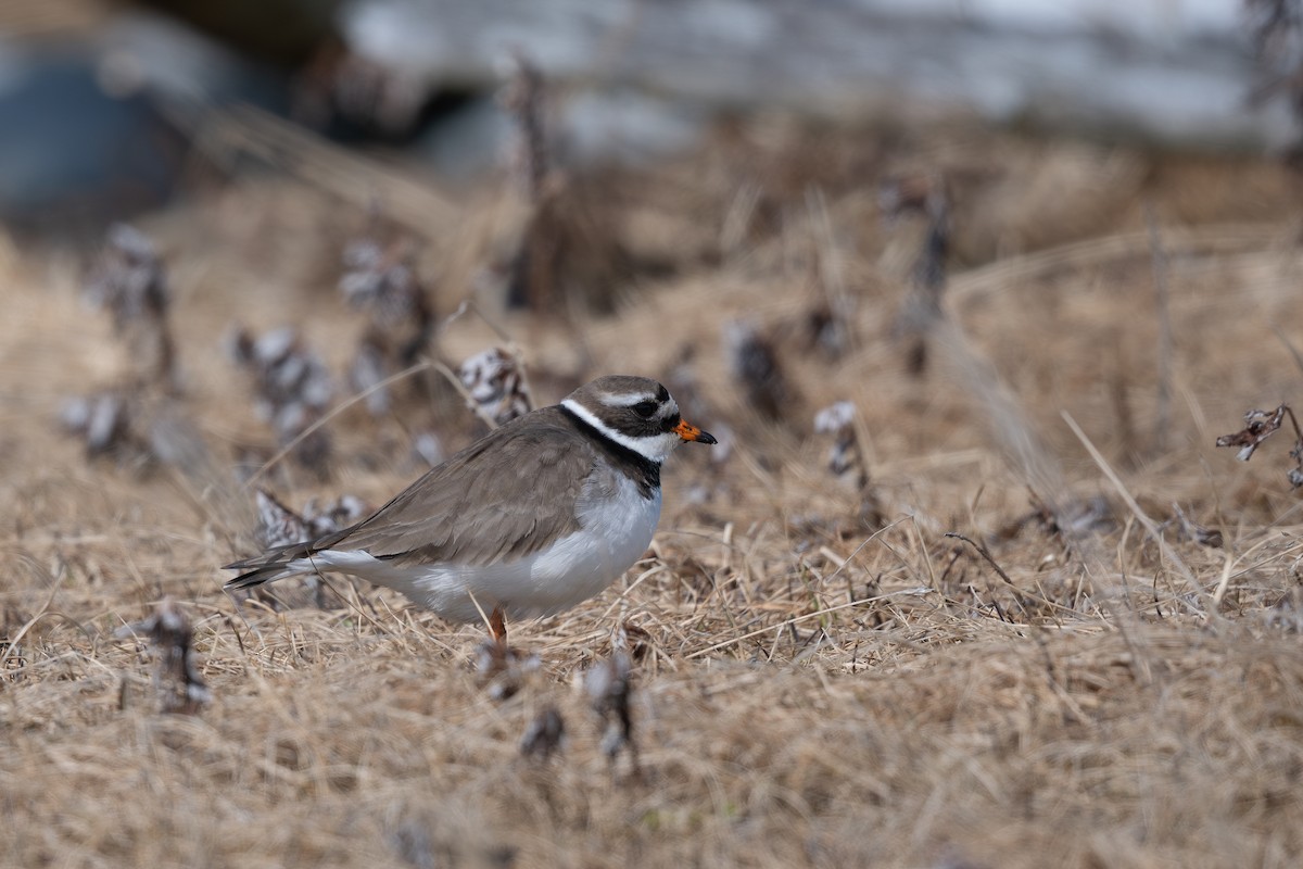 Common Ringed Plover - ML620311489