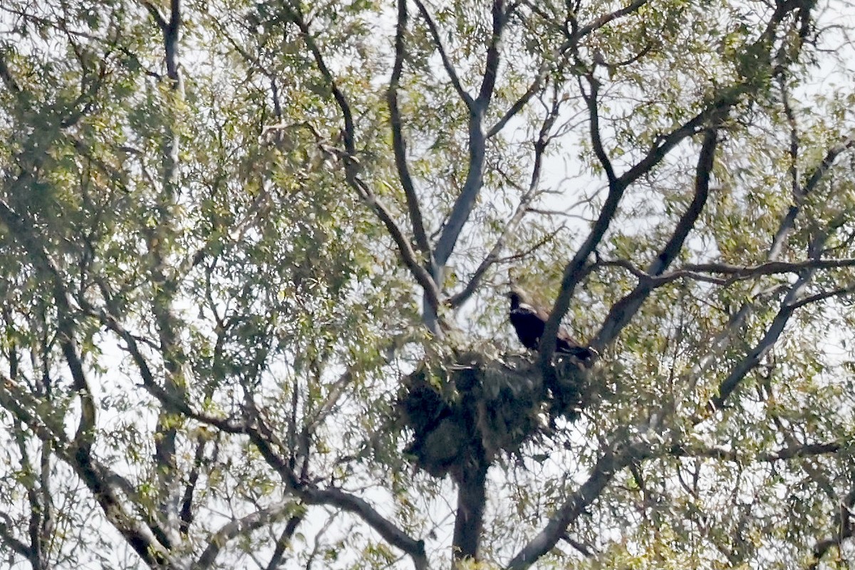 Águila Imperial Ibérica - ML620311492