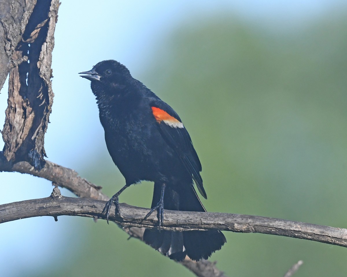 Red-winged Blackbird - ML620311500