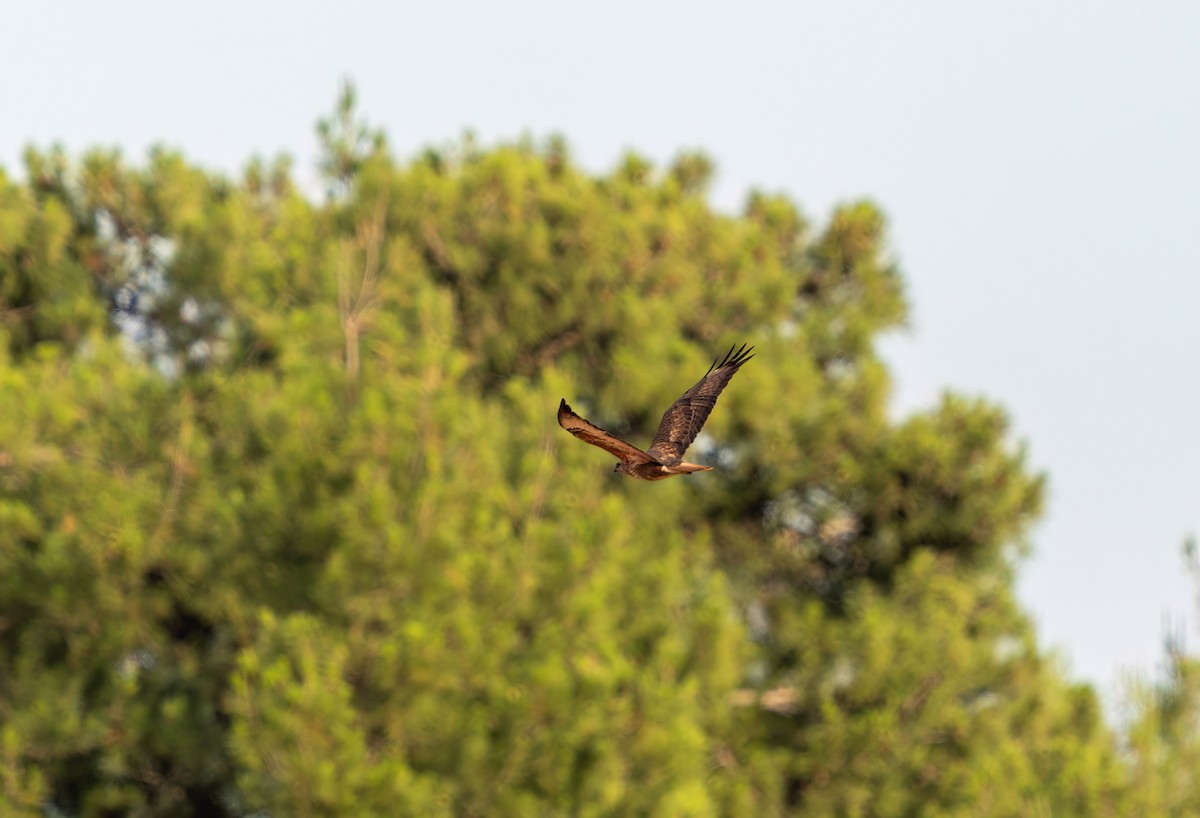 Common Buzzard - ML620311502