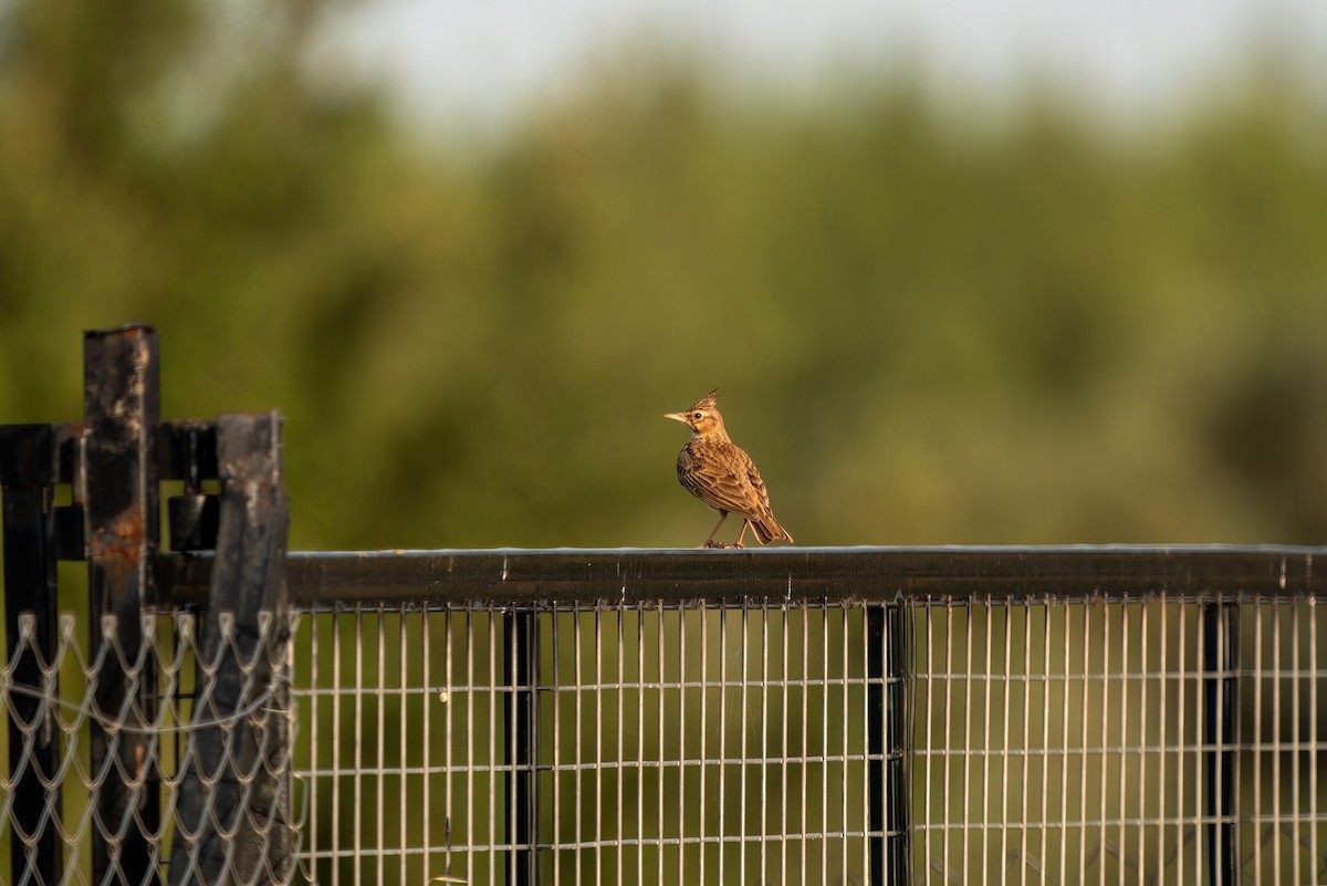 Crested Lark - ML620311503