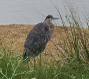 Great Blue Heron - ML620311505