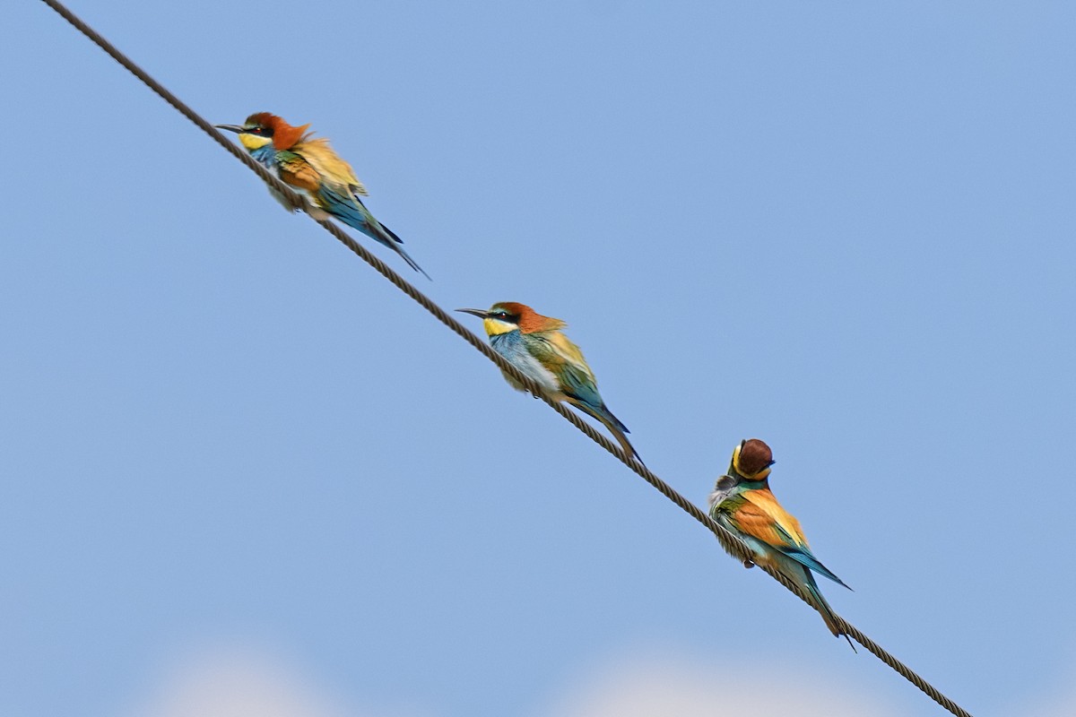 European Bee-eater - ML620311506