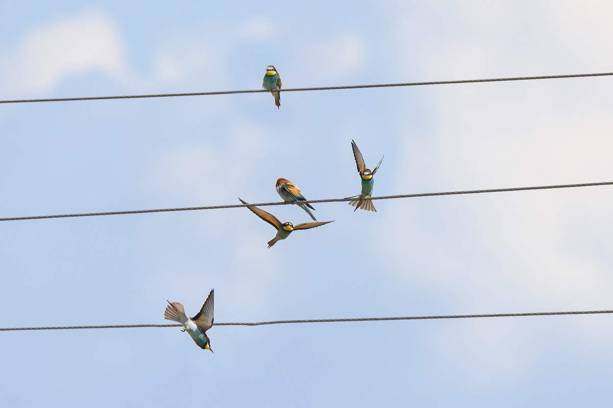 European Bee-eater - ML620311507