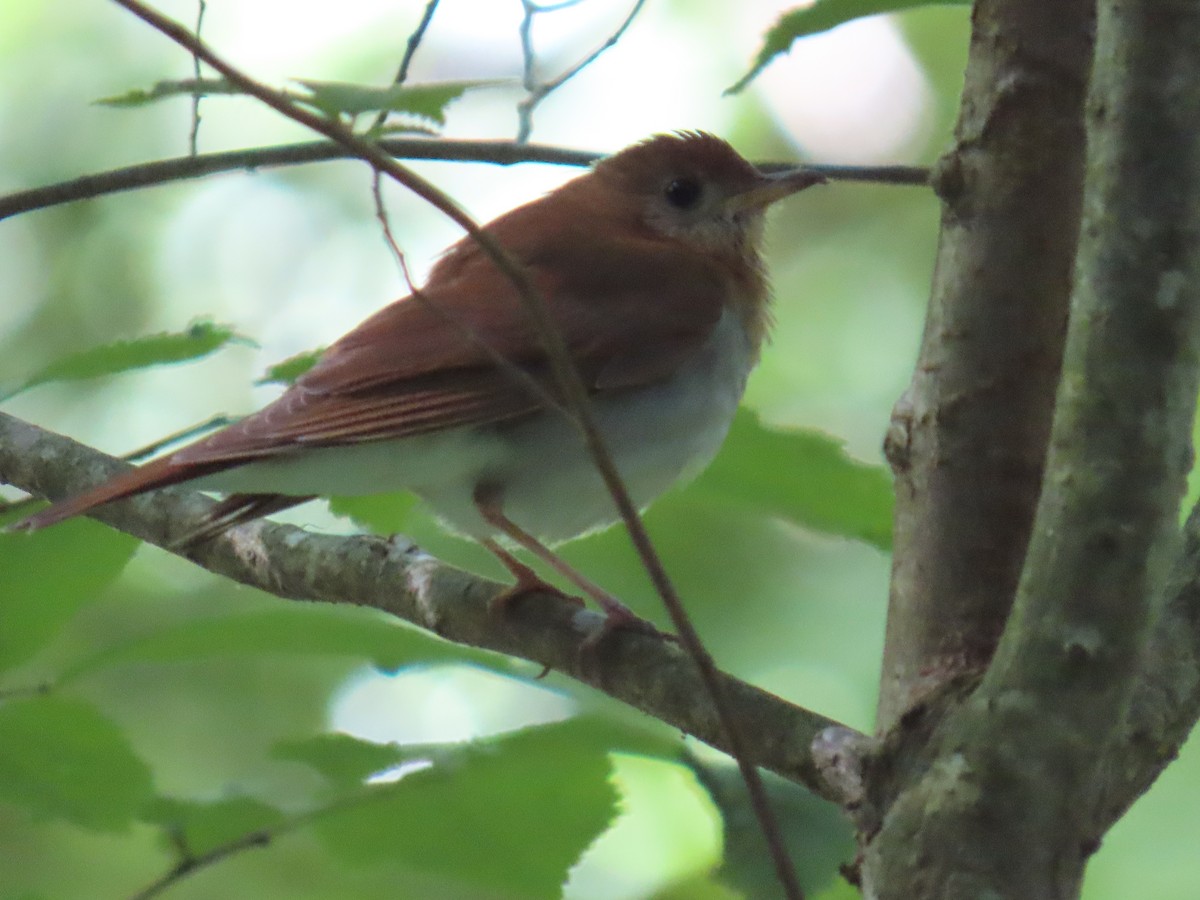 Veery - Carl Huffman