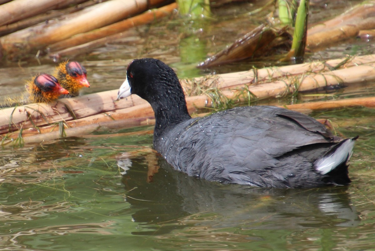 American Coot - ML620311520