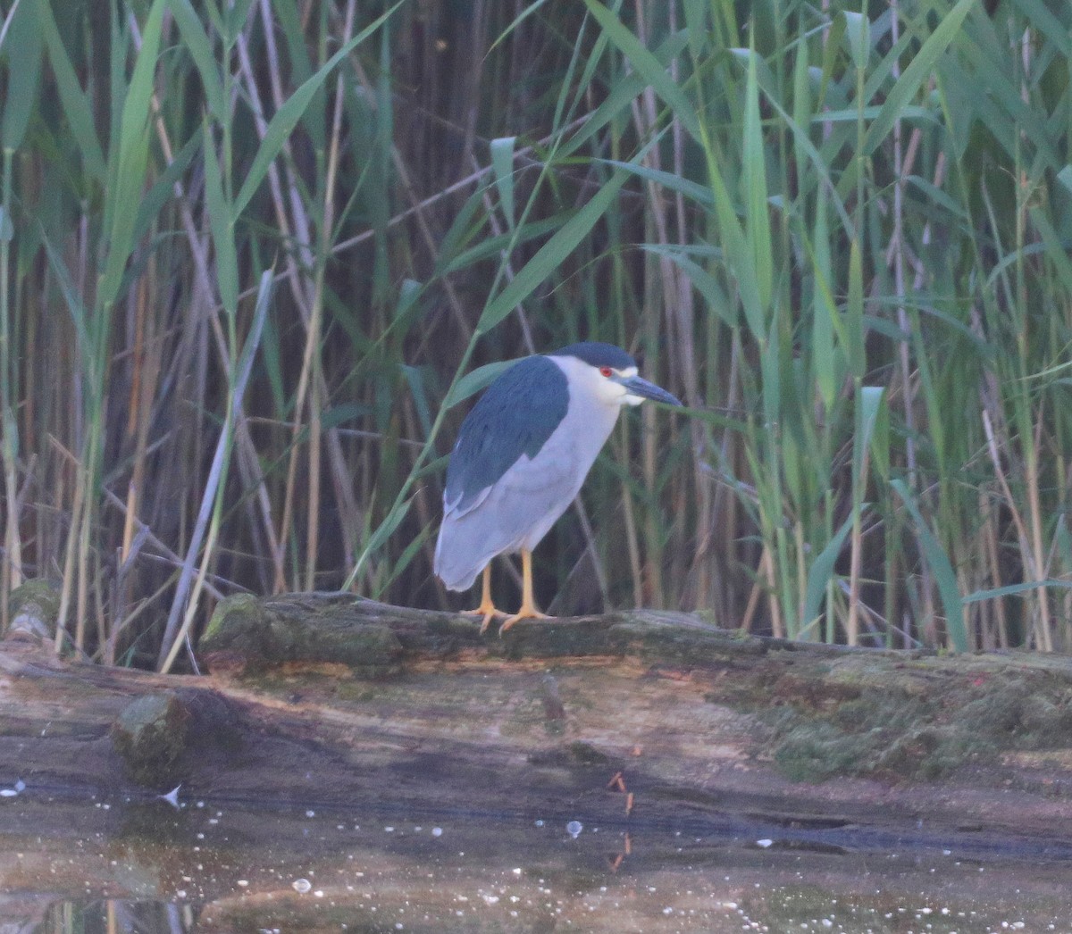 Black-crowned Night Heron - ML620311521