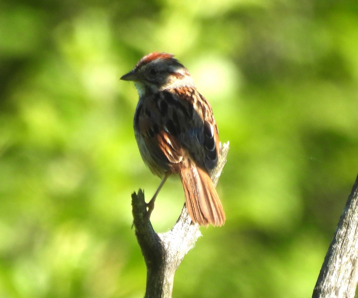 Swamp Sparrow - ML620311522