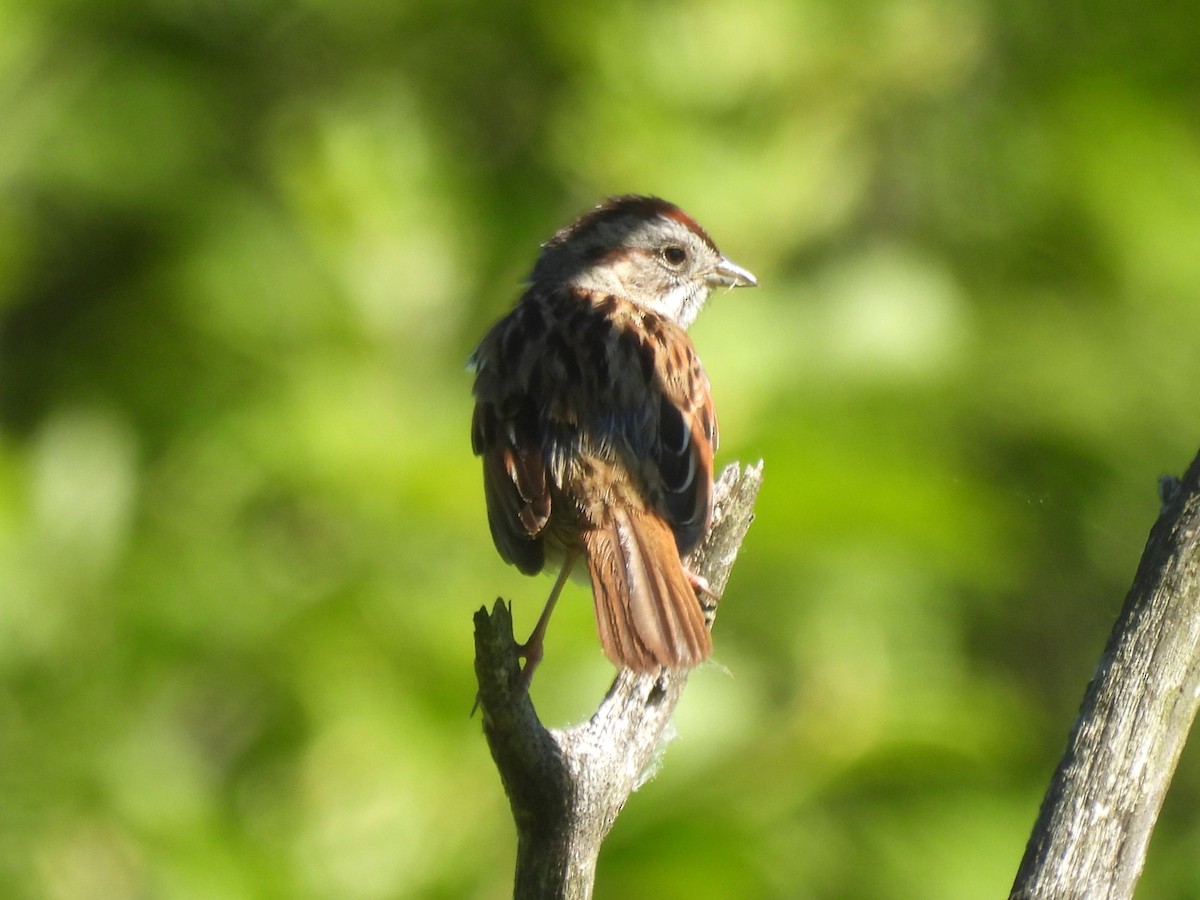Swamp Sparrow - ML620311524
