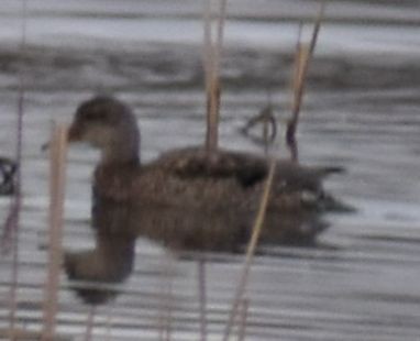 Gadwall - ML620311527